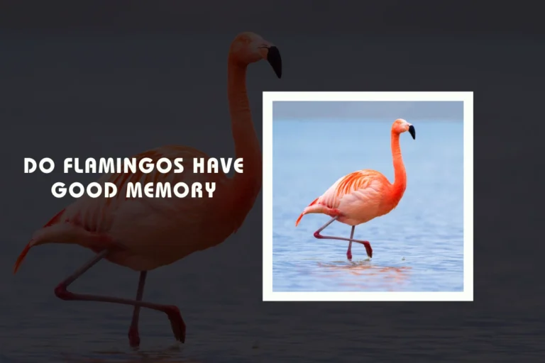 Do Flamingos Have Good Memory?
