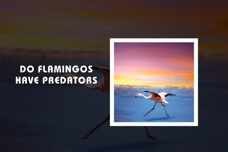 Do Flamingos Have Predators?