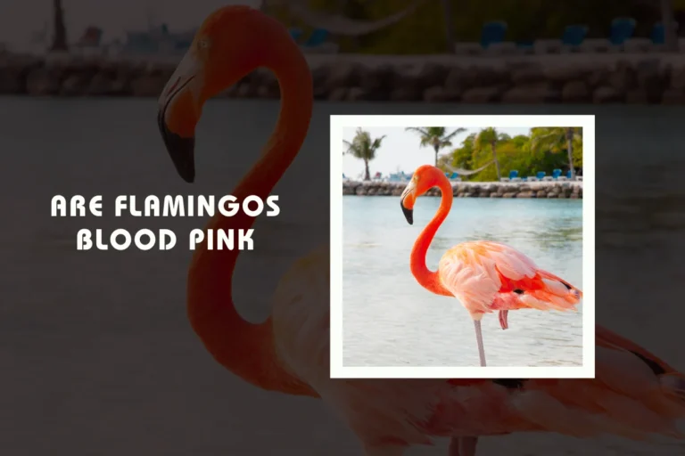 Are Flamingos Blood Pink?
