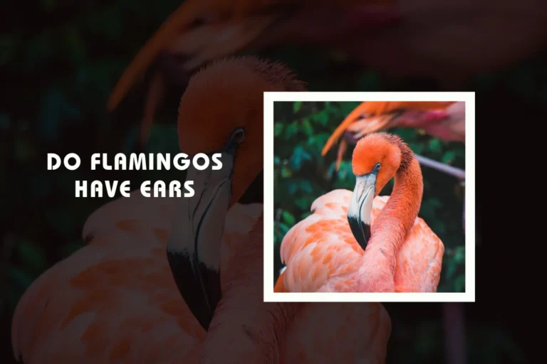 Do Flamingos Have Ears?