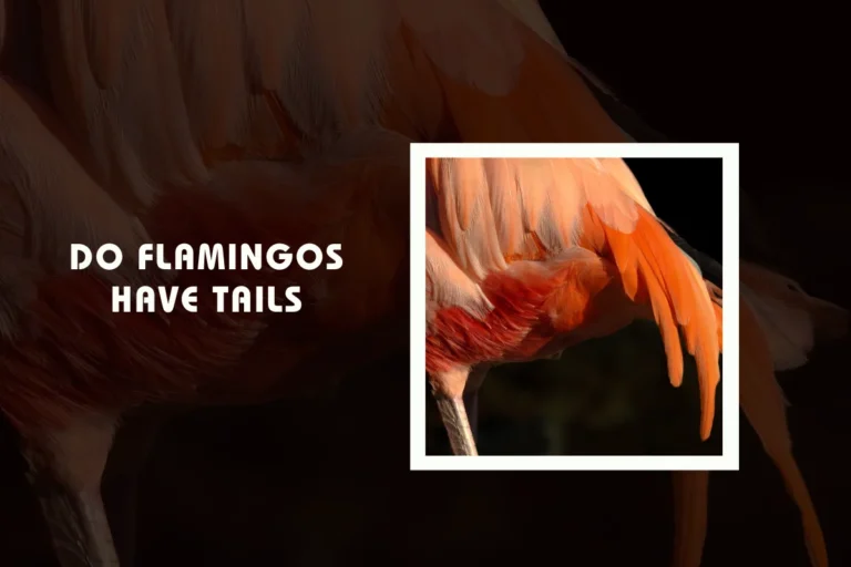 Do Flamingos Have Tails?