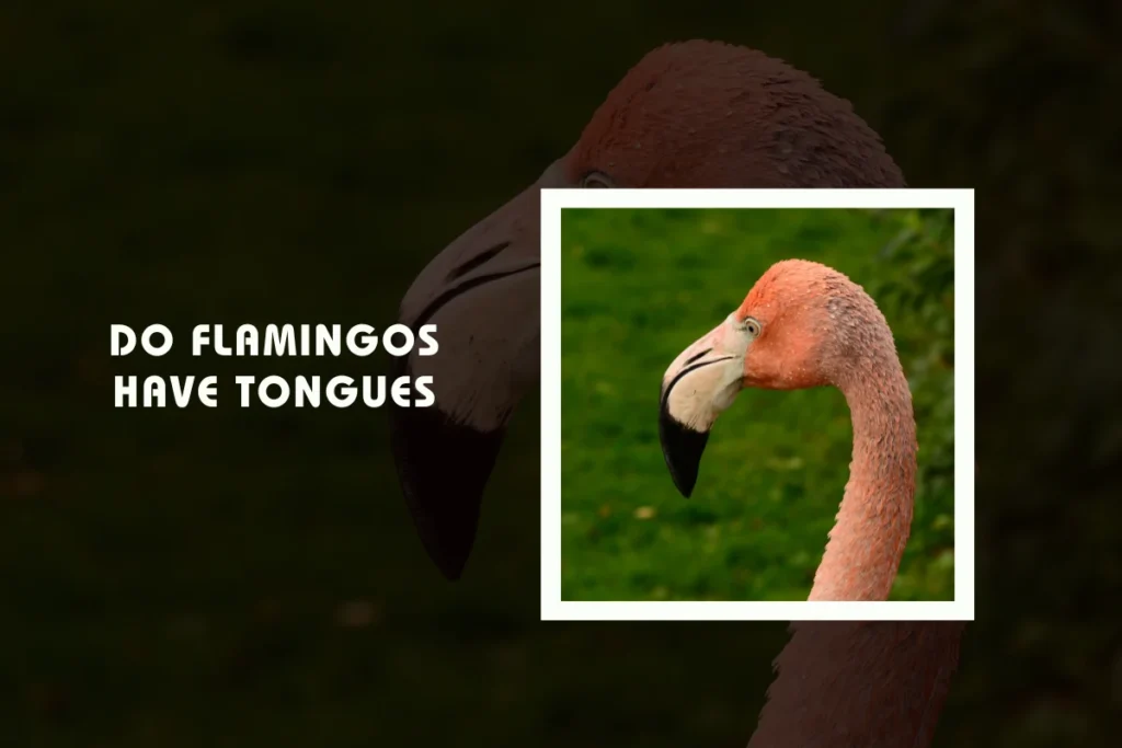 Do Flamingos Have Tongues - Wild Bird Buzz