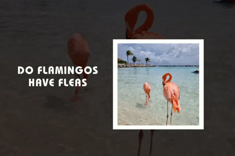 Do Flamingos Have Fleas?